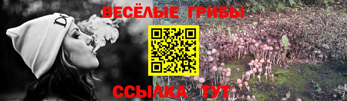 Арзамас  Галлюциногенные грибы Psilocybine cubensis  Вход с VPN 